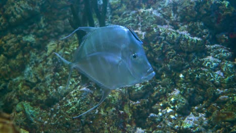 lookdown (selene vomer) es un pez de caza de la familia de los carangidae