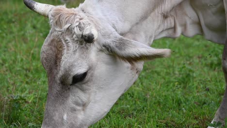 close up shot of a brown cow's head, with horns, eating grass in a field in the swiss mountains, obwalden