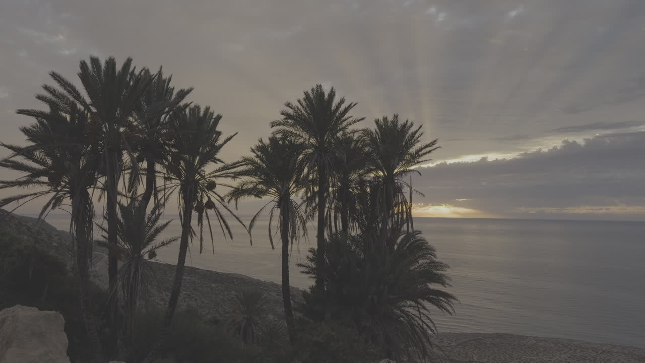 Sunrise over the Coast with Palm Trees