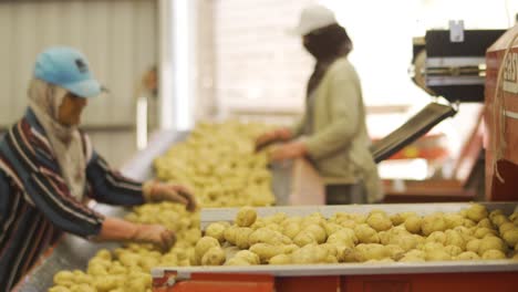 potato harvest. potatoes are moving on conveyor belts.