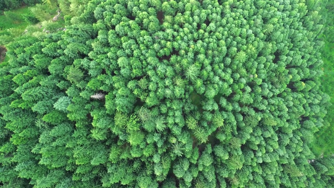 Drone top-down bird's-eye view rotating slowly over a dense, vibrant green pine and spruce forest canopy in summer.