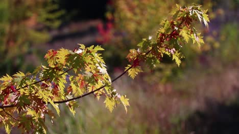 red and orange fall leaves blowing in the wind 10 second video