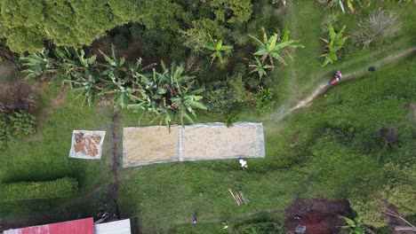 Drying-coffee-beans-ready-to-roast.