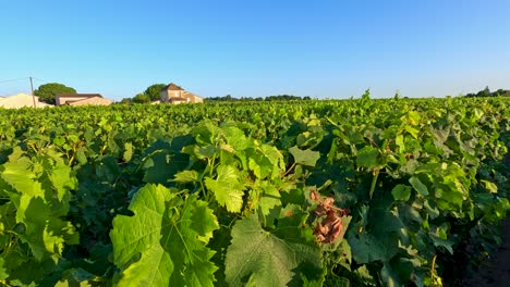 Lush vineyard with falling leaves in Bordeaux