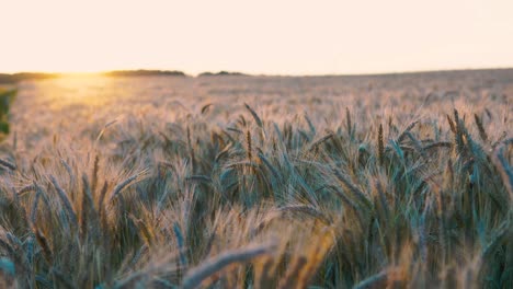 dynamic walking along the golden field of cereals with some shake moment
