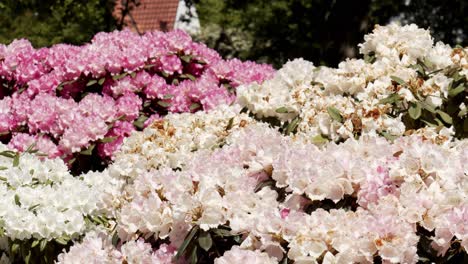 Blooming-massive-bush-of-white-and-pink-flowers-in-garden-of-private-house,-static-shot