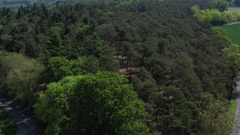 Toma-Aérea-Que-Se-Eleva-Sobre-El-Dosel-Del-Bosque