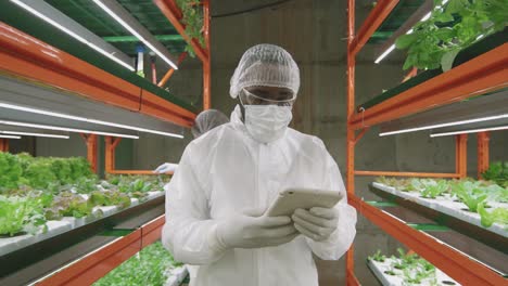 Young-Male-Agroengineer-In-Protective-Eyeglasses-And-Coveralls-Holding-A-Tablet-And-Walking-On-The-Hallway-Looking-Seedlings-Of-Green-Lettuce-In-Modern-Vertical-Farm