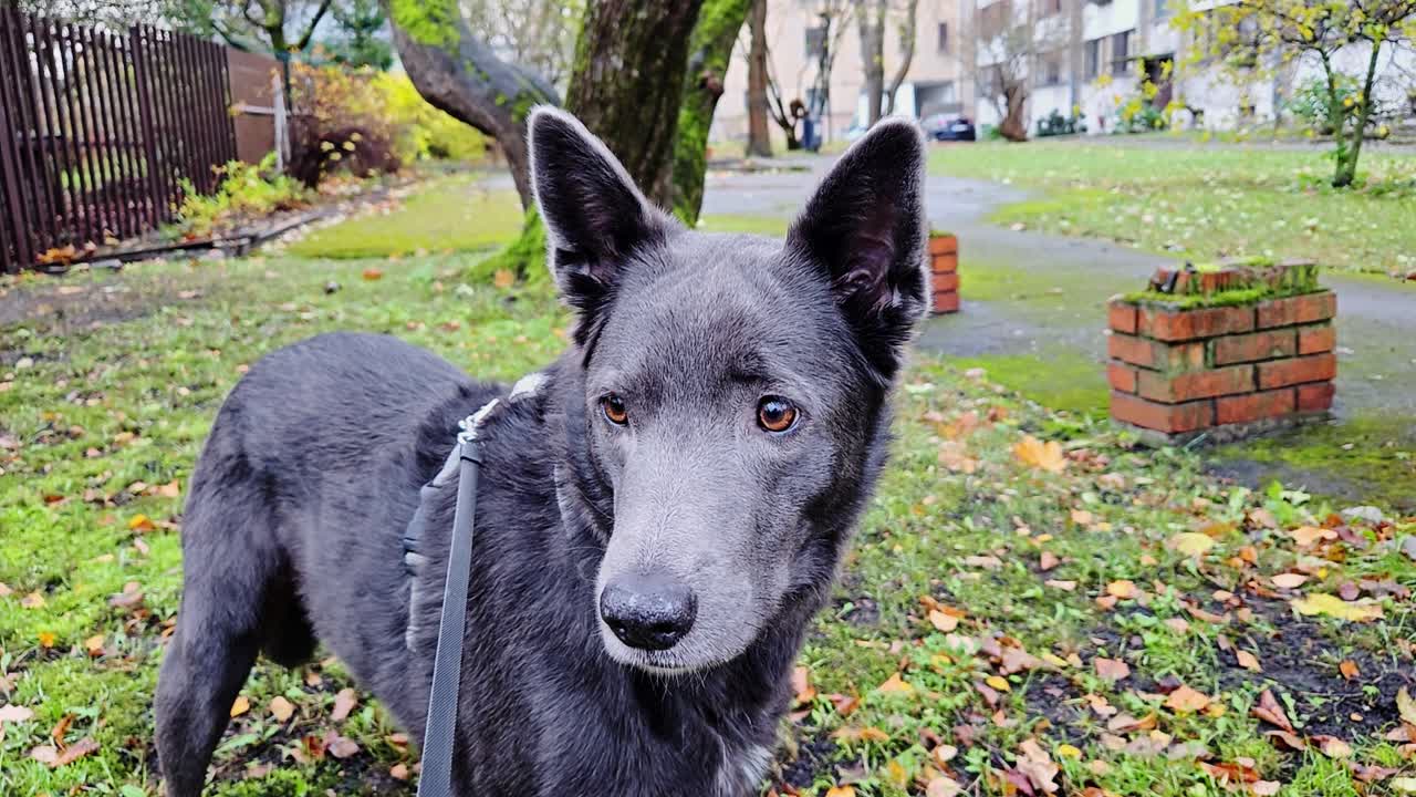 Junger Mischlingshund steht auf Gras in einer städtischen Grünanlage und zeigt Neugier und Wachsamkeit