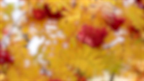 golden-yellow grass sways gently in the wind near a lake, with a soft background blur and warm natural lighting throughout the short video