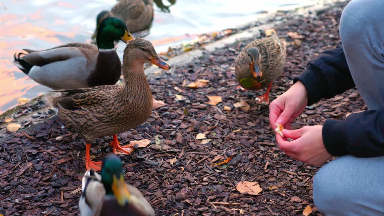 오스트리아 비엔나의 stadtpark에서 호숫가에 청둥오리 떼를 먹이는 사람