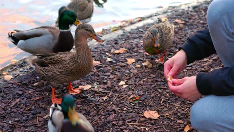 person feeding sord of mallard ducks on the lakeshore at stadtpark in vienna, austria