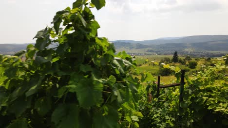 Grape-vines-growing-on-hill-overlooking-Varbo,-Hungary