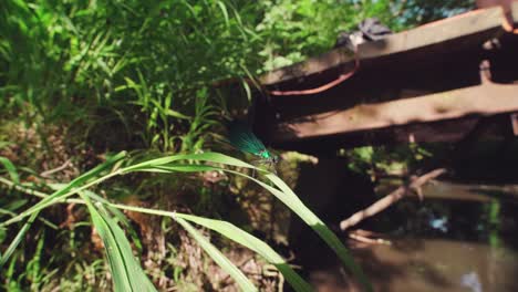 close up of a blue green dragonfly perched on reed, ebony jewelwing spreading wings in slowmotion