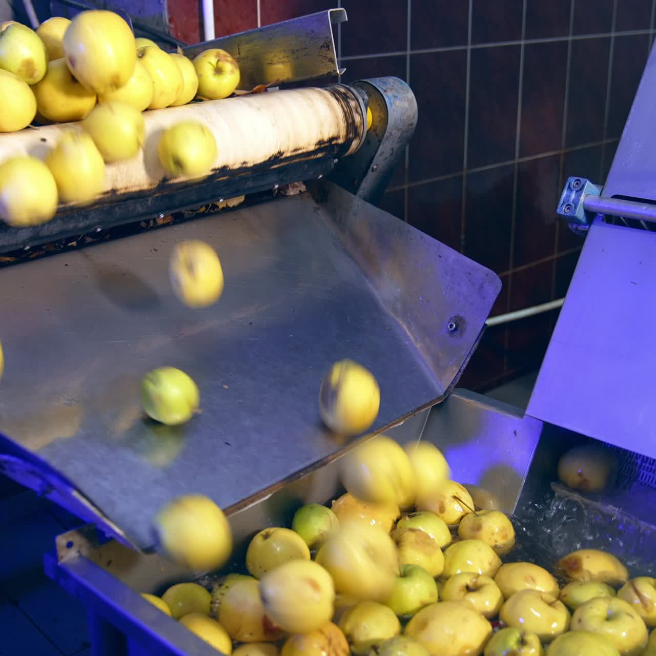 Conveyor belt moves dirty apples into a tank with water for cleaning. Preparing ripe fruit for processing at food factory