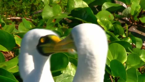 dos aves marinas atoba blancas adultas se golpean entre sí con sus picos