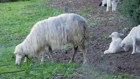 grazing mother sheep next to cute flock of lambs laying down in sardinia, italy