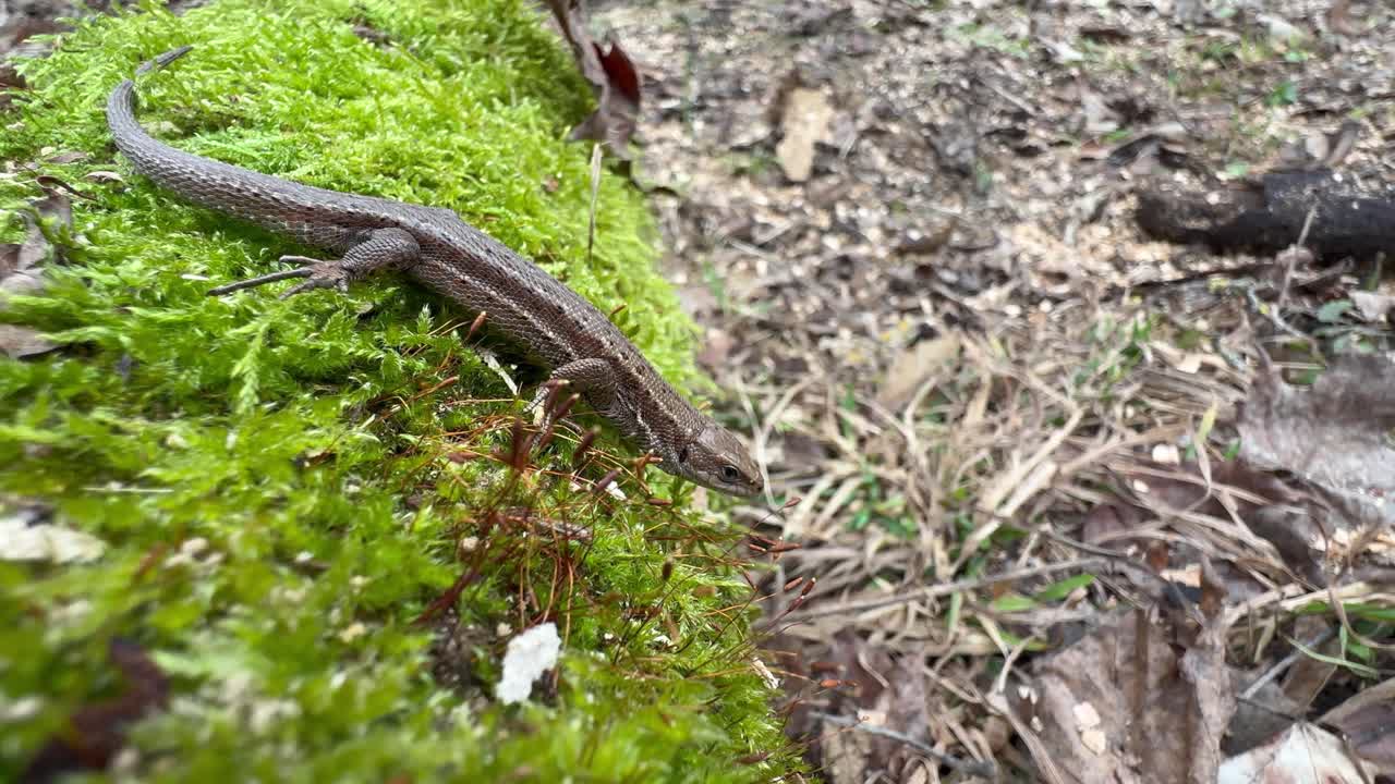 Common lizard (Zootoca vivipara) on a mossy tree trunk.