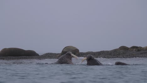 Un-Par-De-Machos-De-Morsa-Peleando-En-El-Agua-Del-Océano-ártico-Junto-A-La-Playa-Donde-Descansa-El-Rebaño,-Cámara-Lenta