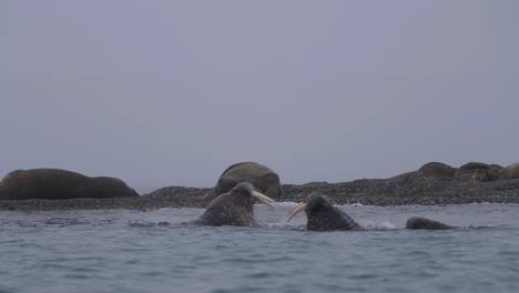 pareja de machos de morsa luchando en las aguas del océano ártico junto a la playa donde el rebaño descansa, en cámara lenta
