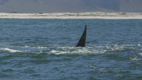 Cola-De-Una-Ballena-Franca-Austral-Bailando-Y-Finalmente-Sumergiéndose-En-El-Agua,-En-Hermanus,-Sudáfrica