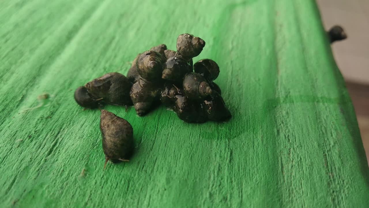 수십 마리의 물 달팽이가 녹색 바닥에 기어 다니고 있습니다.