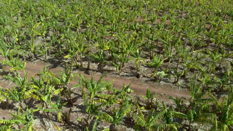 Aerial-view-of-banana-plantation