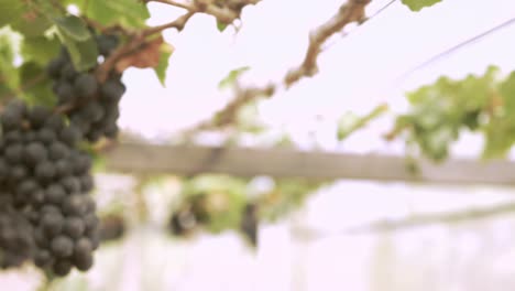 viñedo de uva orgánica con muchos racimos de uvas para la cosecha