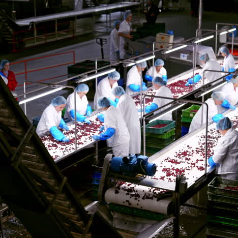 interior of fruit industry. workers sorting red ripe cherries on the conveyor belt. modern factory background of fresh food production.