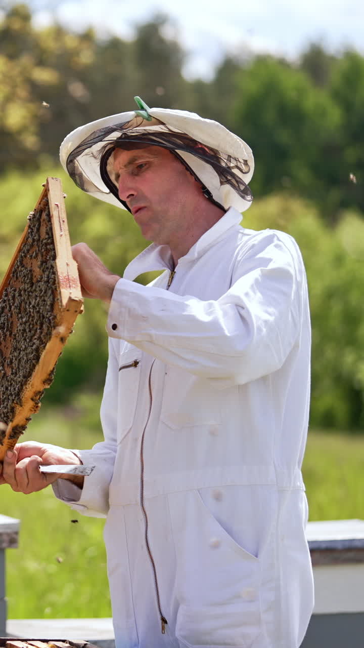 Serious man in white suit looks at honey frame full of bees in his hands. Smoker device placed on the hive beside. Blurred nature backdrop. Vertical video