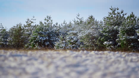 frozen snowy coniferous forest in front blue winter sky. fir trees covered snow.