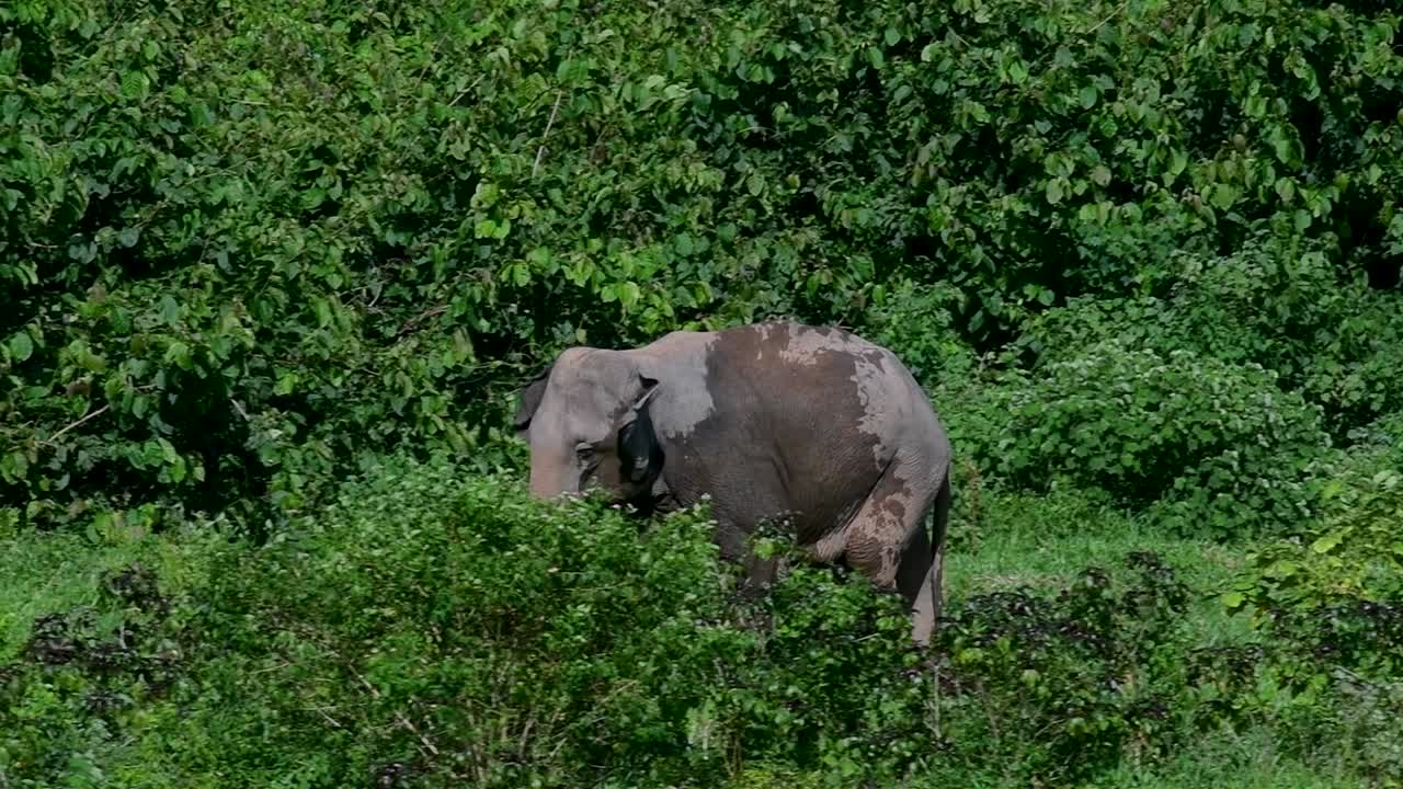 アジアゾウは絶滅危惧種であり、タイの居住者でもあります