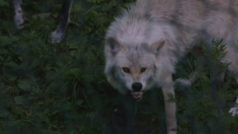 a protective mother grey wolf snarls and looks fearsome as she guards her pups