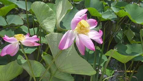 lotus flower with pink petals close-up