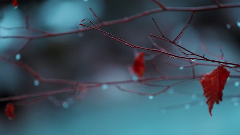 enchanting close-up of vibrant red leaves under gentle rainfall, with the serene weisse lütschine river softly blurred in the background, encapsulating a peaceful winter moment