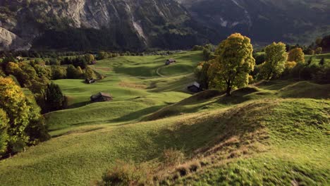 Drohnenaufnahmen-Aus-Der-Luft,-Die-In-Geringer-Höhe-über-Kühe-Schieben,-Die-Auf-Alpinen-Wiesen-Und-Idyllischen-Landschaften-In-Den-Schweizer-Alpen-Grasen