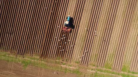 agricultural work on a tractor farmer sows grain. hungry birds are flying behind the tractor, and eat grain from the arable land.