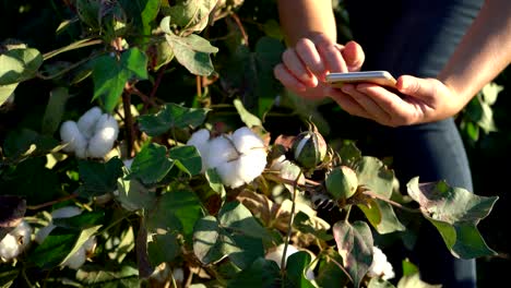 farmer uses a smartphone on a soy field