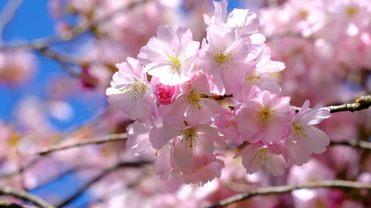 Weather Thermometer (PP)