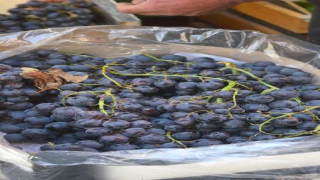 close-up of a man's hands holding a bunch of fresh black grapes