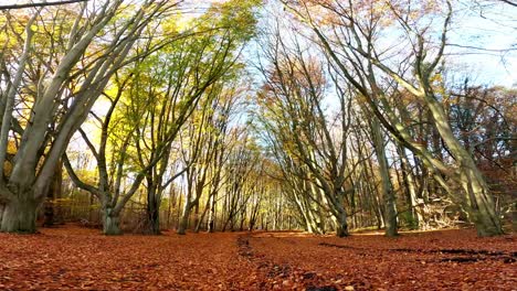 crisp autumn stroll in amsterdam's vondelpark