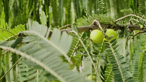 close-up view of an Amla or Indian gooseberry tree with the branches laden with small, round unripe gooseberries. Indian gooseberry, also known as Amla