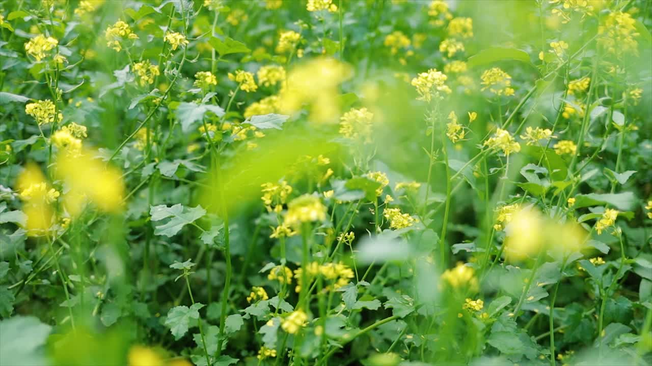 Mustard flowers. Mustard – mystical flower of happiness and health.