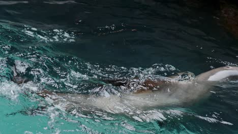 Sea-lion-swimming