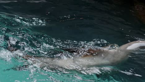 sea lion swimming