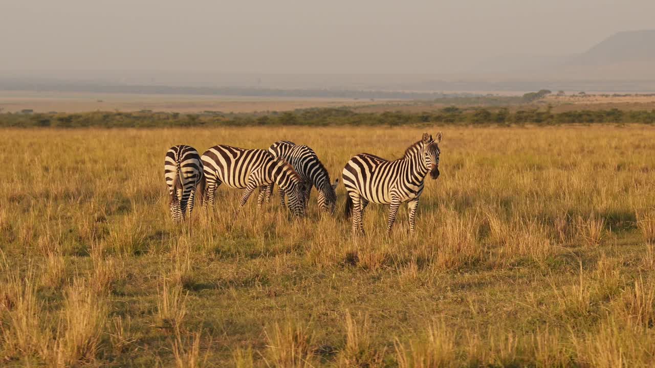 Zebra Herd, Africa Animals on African Wildlife Safari in Masai Mara in Kenya at Maasai Mara National Reserve, Grazing in Beautiful Golden Hour Sunset Sun Light, Steadicam Tracking Gimbal Shot
