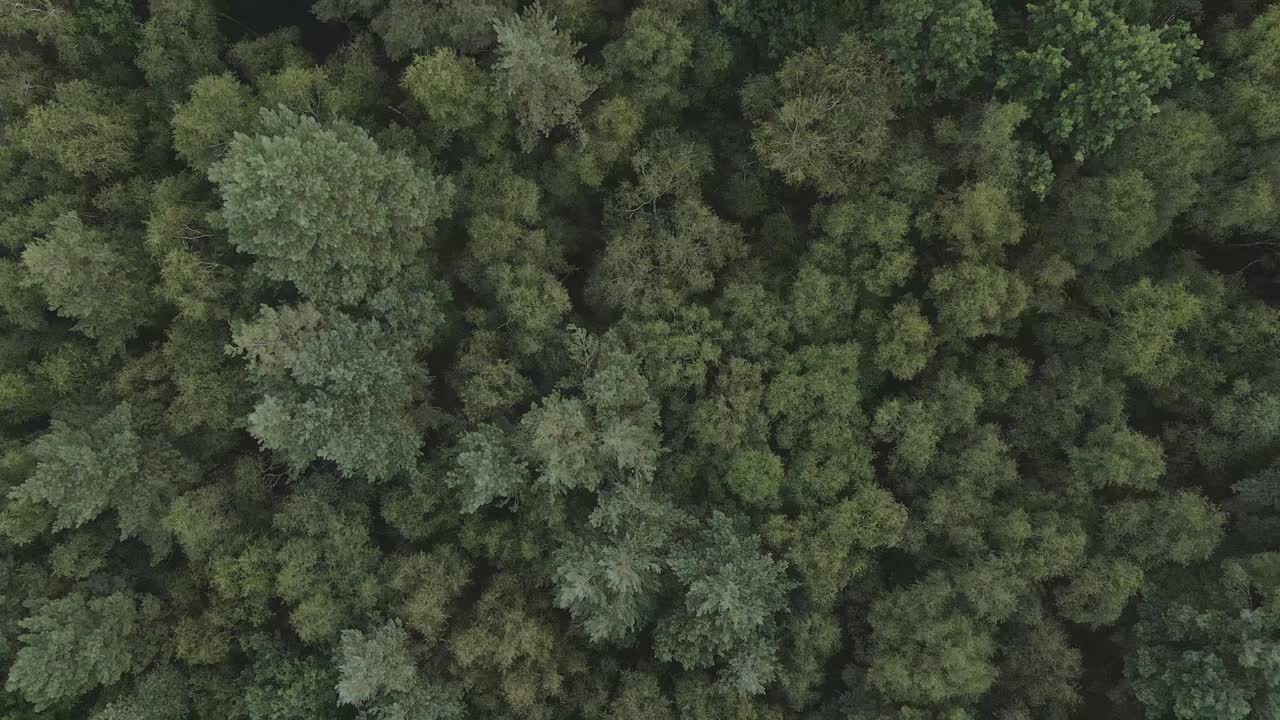 Dense green pattern texture of boreal forest, top down aerial view