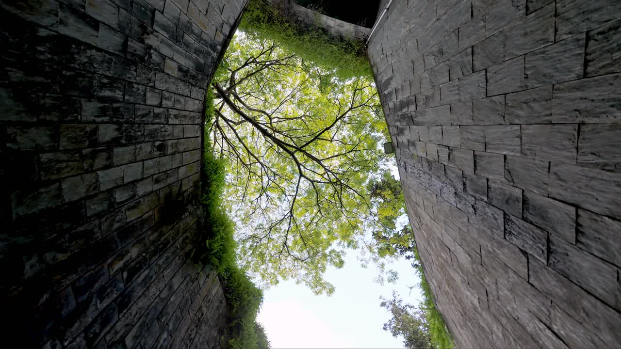 녹지의 회전은 햇빛이 비치는 아침 아래 푸른 잔디밭에 거대한 비나무 가지를 덮고 있고, 싱가포르의 공공 공원 배경에는 많은 나무들이 있습니다.