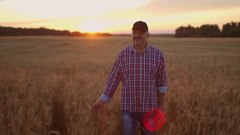 old farmer walking down the wheat field in sunset touching wheat ears with hands - agriculture concept. male arm moving over ripe wheat growing on the meadow.