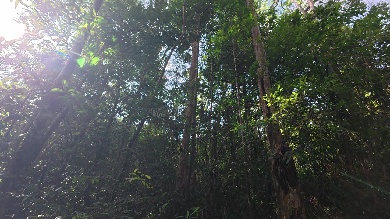 Foresta pluviale tropicale illuminata da luce solare sempre più intensa.